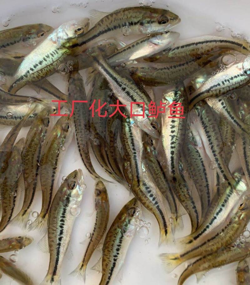 大口黑鲈鱼苗