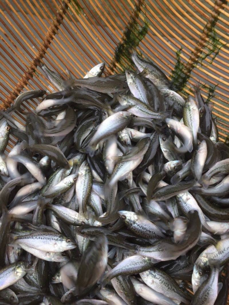 大口黑鲈鱼苗