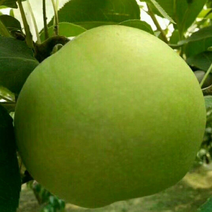 大量供应绿宝石梨，一手货源，产地直发
