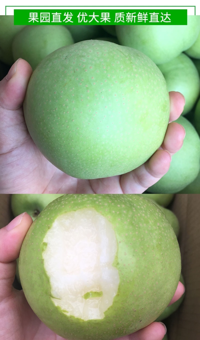 大量供应绿宝石梨，一手货源，产地直发