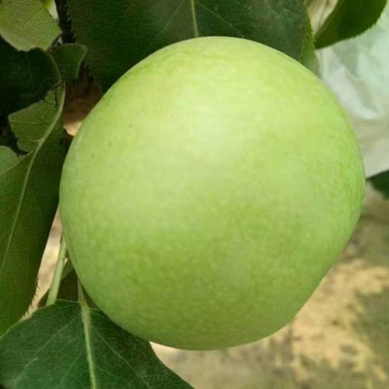 大量供应绿宝石梨，一手货源，产地直发