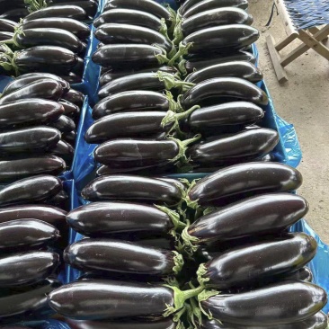 南通海门烧烤茄大量上市价格不贵，适合超市电商