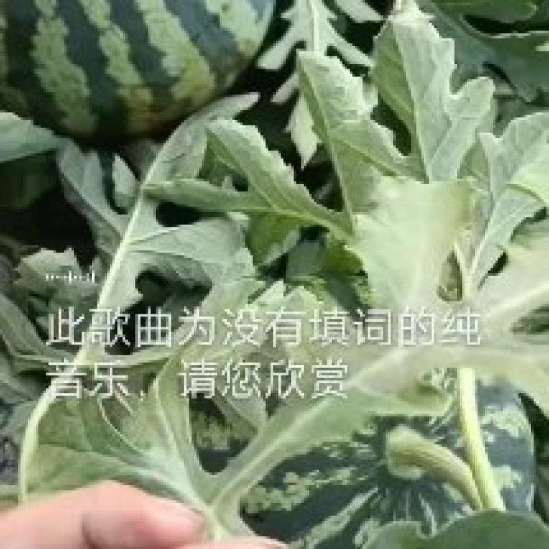 8424西瓜大量上市价格不贵发全国