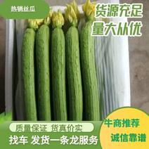 [精品]山东潍坊寿光鲜花丝瓜，质量过硬，价格公道全国发货