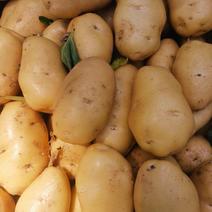山东土豆荷兰十五土豆产地直供全国发货现挖现卖欢迎咨询
