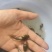 黑斑蛙幼苗