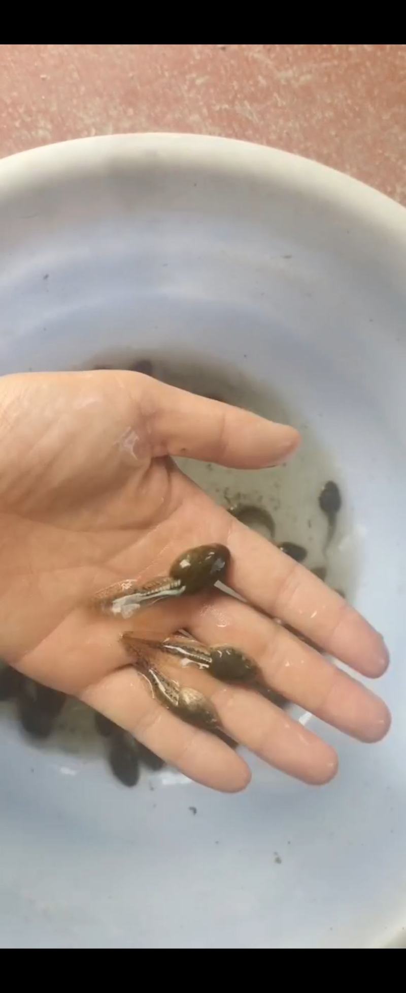 黑斑蛙幼苗