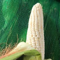 【糯玉米】大量上市江苏产地直发质量保证对接商超市场