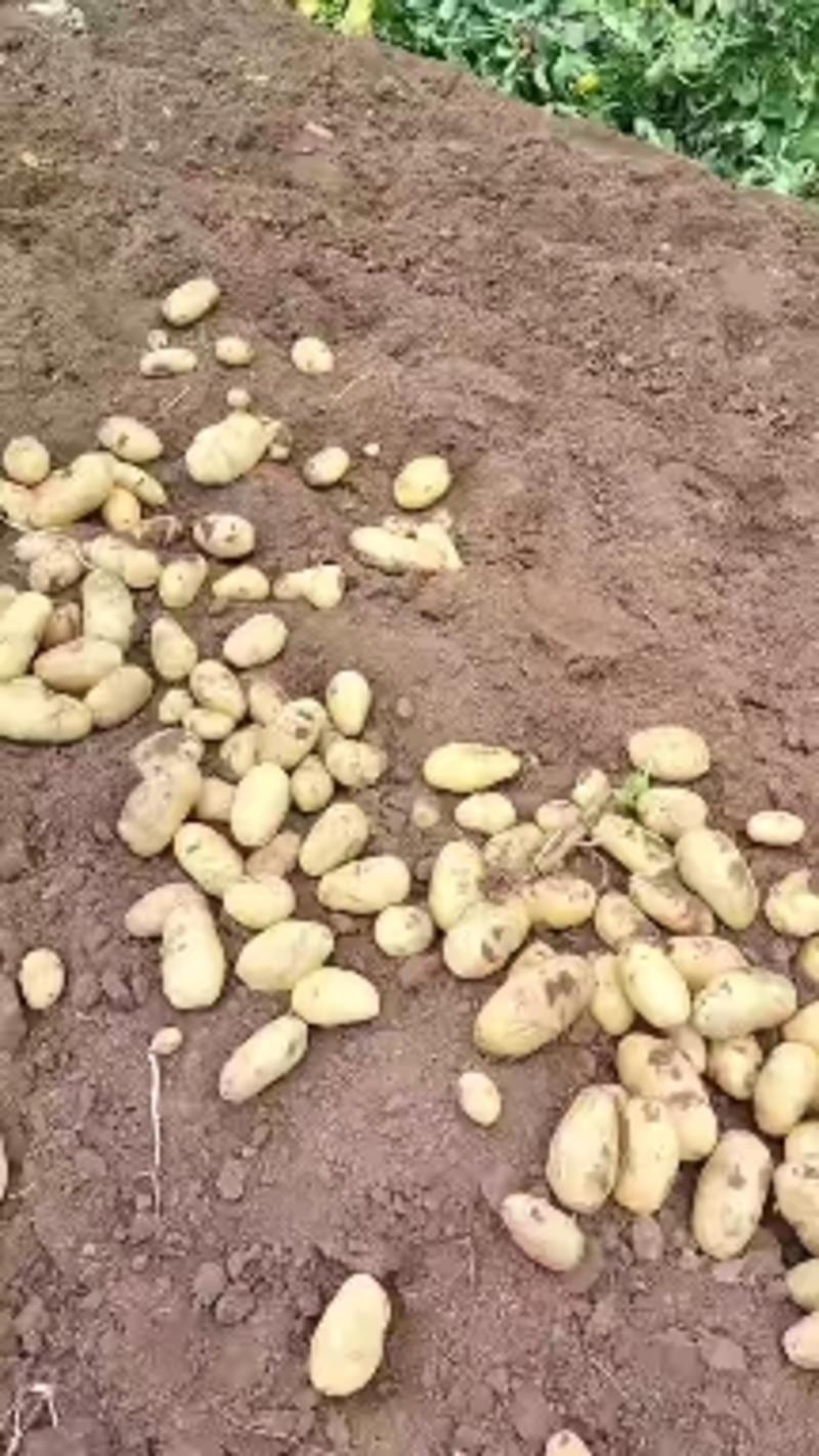山东，荷兰十五土豆大量上市