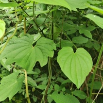 野生黄精、萆薢。