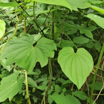 野生黄精、萆薢。