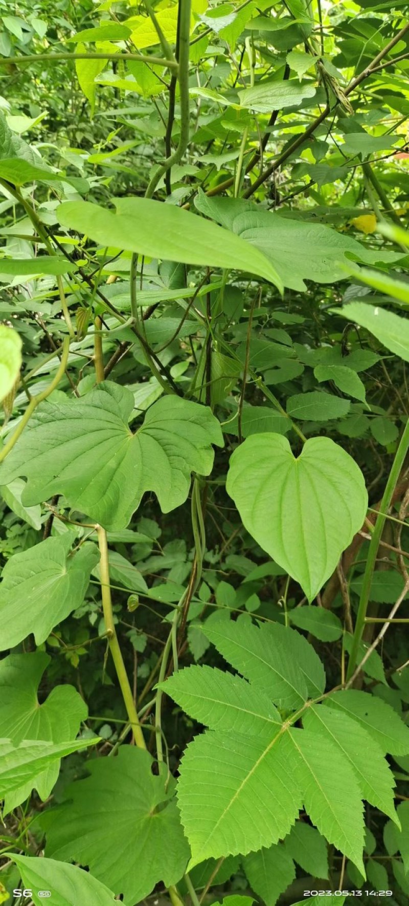 野生黄精、萆薢。