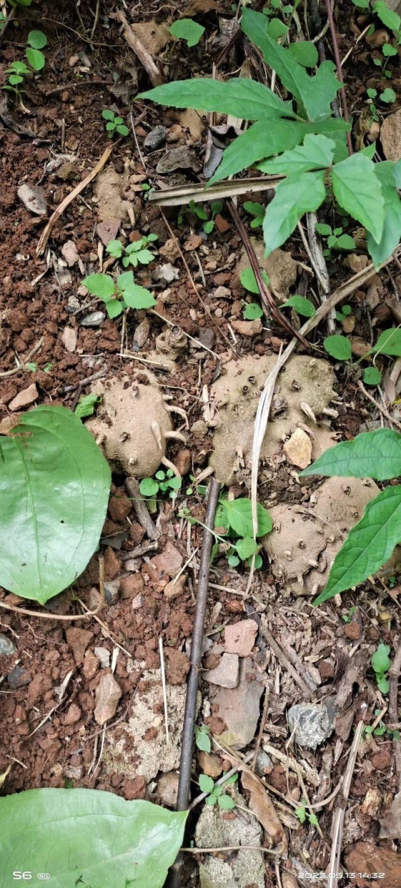 野生黄精、萆薢。