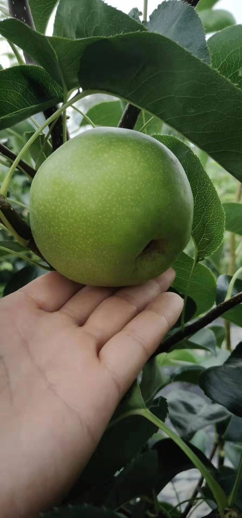 绿宝石梨，白宝石梨专业代收代发，可一件代发
