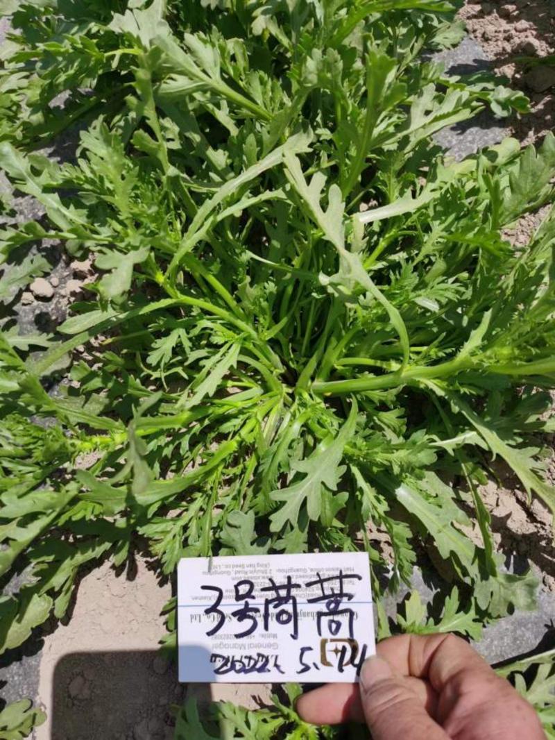 七禾重茬小叶茼蒿种子/庭院阳台四季种植耐热抗病