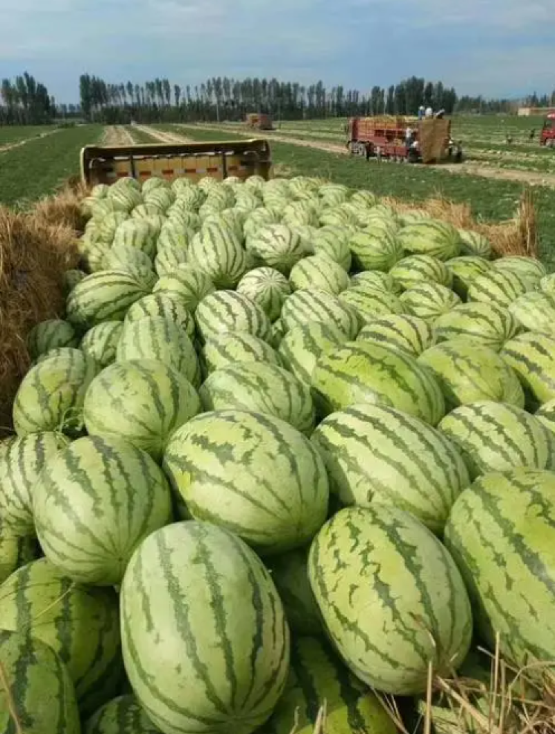 （热销）新疆安农2号瓜，皮薄不裂，全国代发