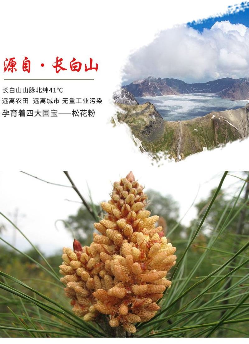 松花粉100g瓶装正品新粉天然无杂东北长白山破壁马尾松