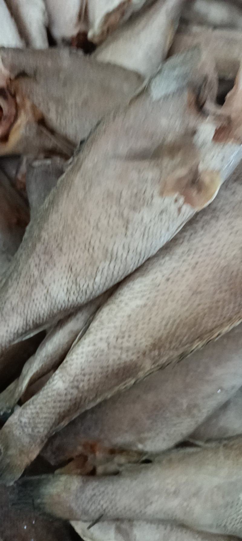 连云港鳘鱼大量供货，欢迎视频产地看货，新鲜质量好