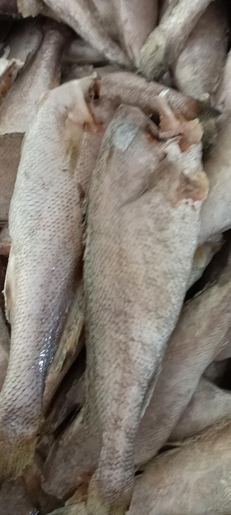 连云港鳘鱼大量供货，欢迎视频产地看货，新鲜质量好