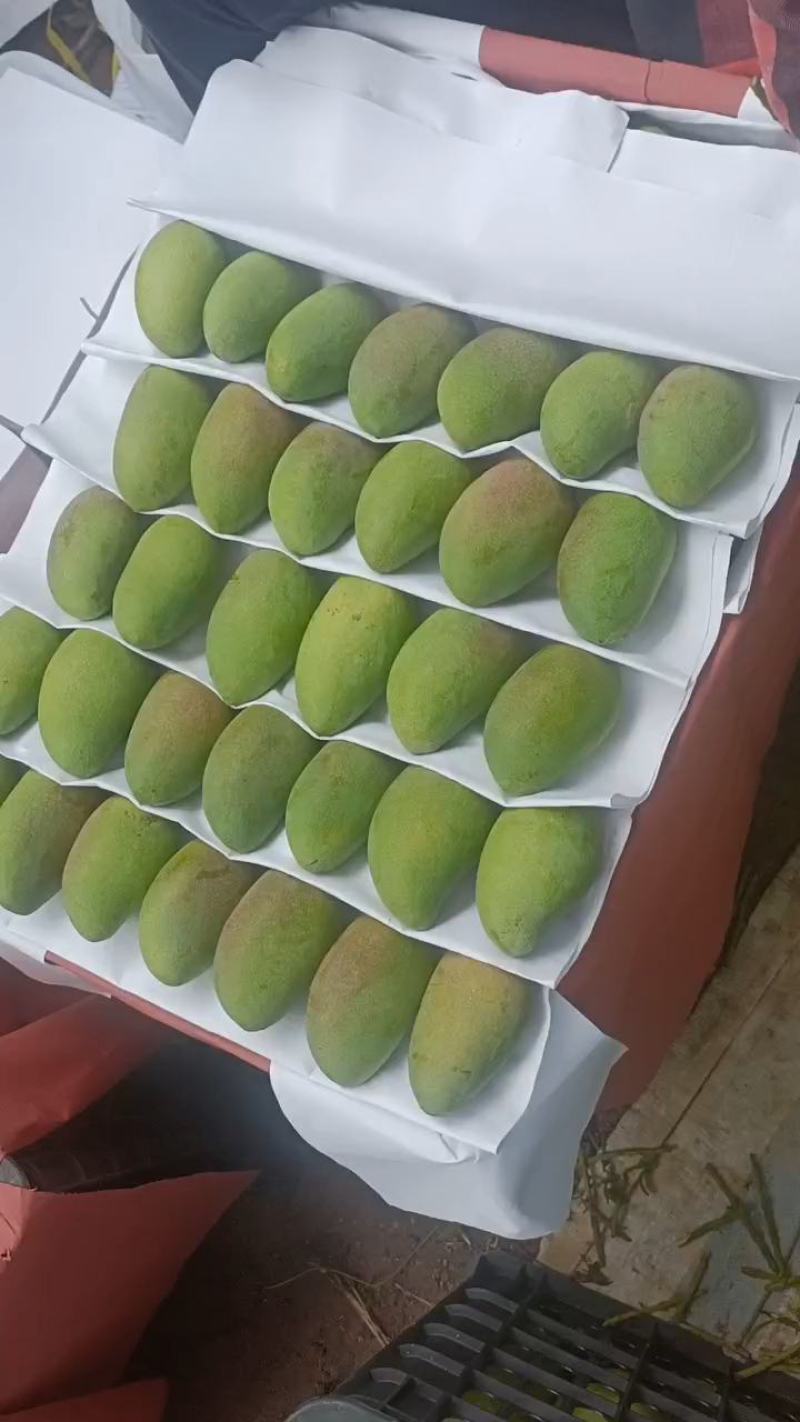 海南三亚热带芒果小台芒一级高山种植现摘现发