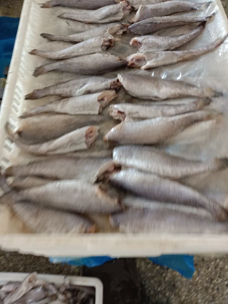 连云港鳘鱼大量供货，欢迎视频产地看货，新鲜质量好