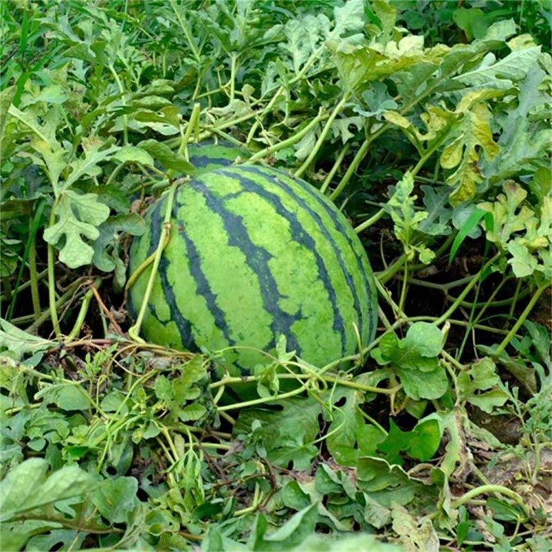 阜阳西瓜精品美都西瓜自家种植大量供应欢迎老板来电采购