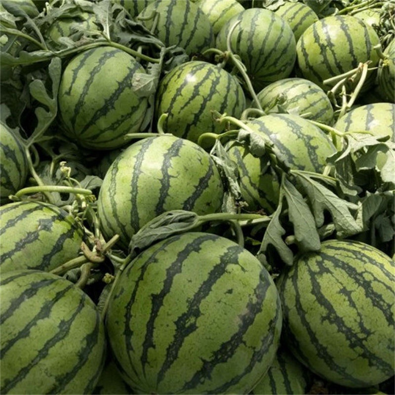 阜阳西瓜精品美都西瓜自家种植大量供应欢迎老板来电采购