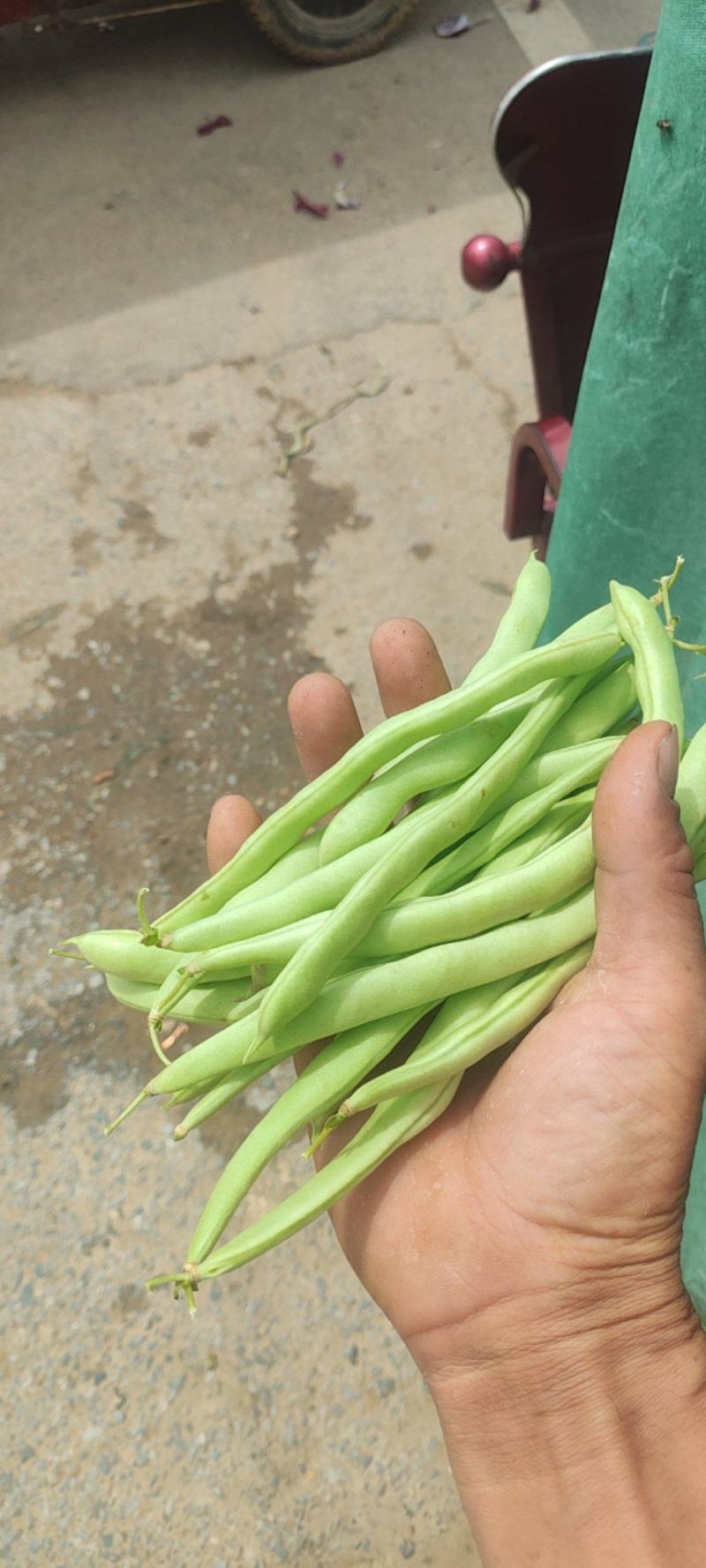 南阳白花四季豆千亩基地一手货源货量充足量大质优可对接批发