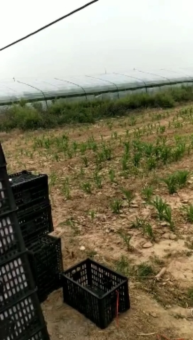 冷棚油蟠桃精品油蟠桃油蟠桃现货供应欢迎采购产地供货