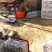 冷棚油蟠桃精品油蟠桃油蟠桃现货供应欢迎采购产地供货