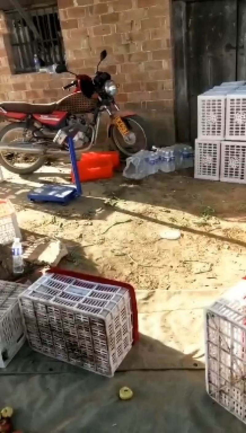 冷棚油蟠桃精品油蟠桃油蟠桃现货供应欢迎采购产地供货