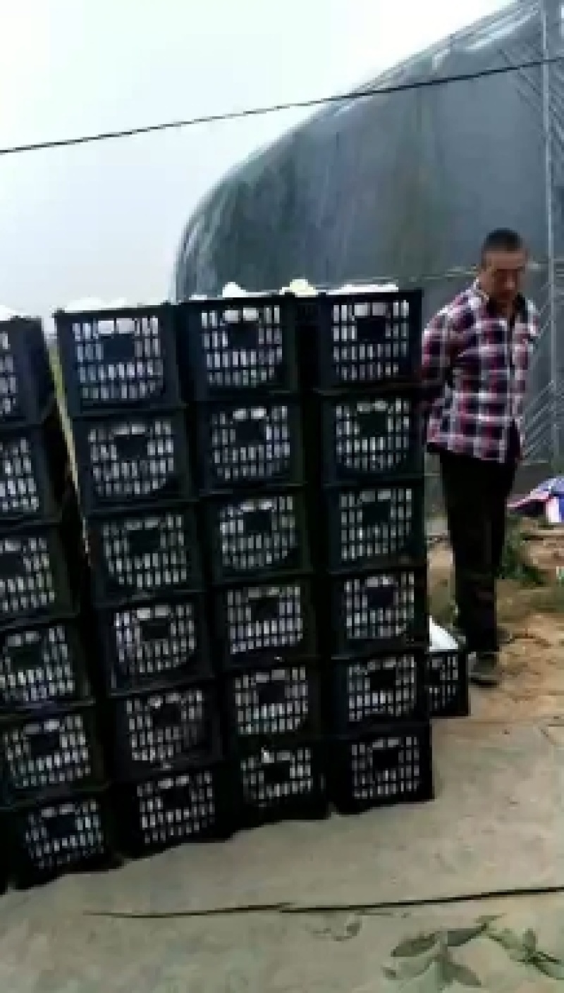 冷棚油蟠桃精品油蟠桃油蟠桃现货供应欢迎采购产地供货