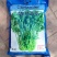 美国耐热香菜种子铁杆不抽苔进口香菜芫荽种子原装发货