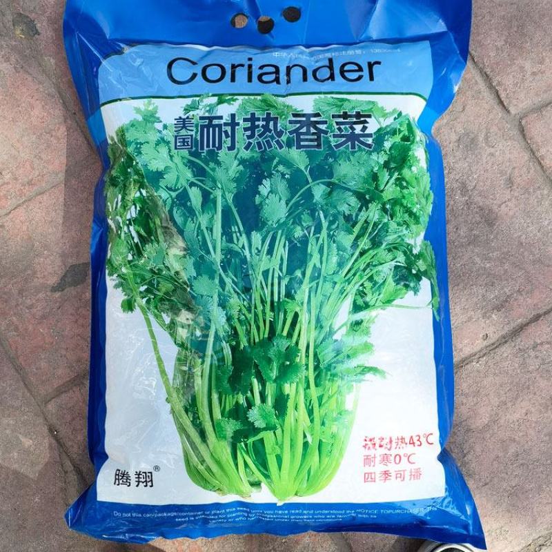 美国耐热香菜种子铁杆不抽苔进口香菜芫荽种子原装发货