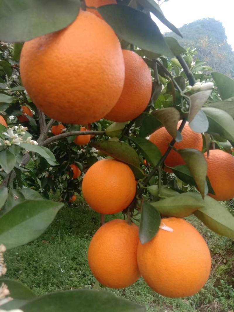 桂林阳朔精品夏橙，细皮，超甜，欢迎广大客商前来采购