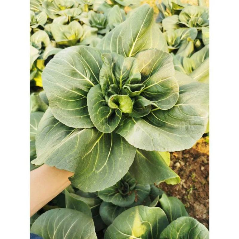 绿领墨菲黑叶矮脚苏州青种子耐寒特矮脚黑菜种秋冬播400克