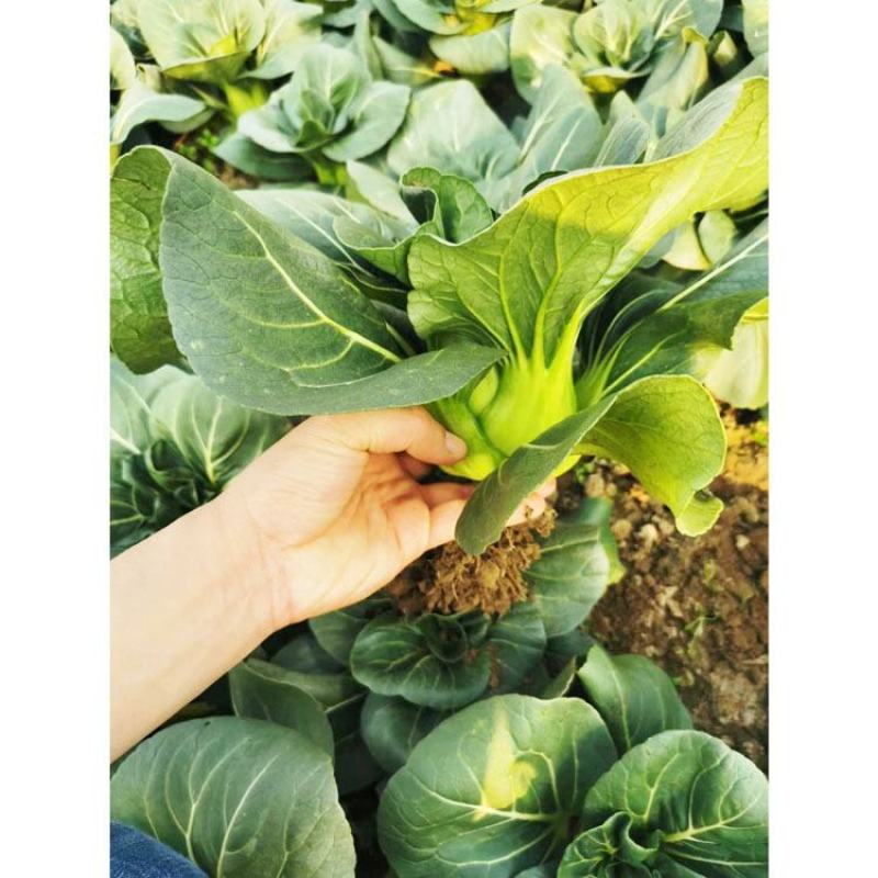 绿领墨菲黑叶矮脚苏州青种子耐寒特矮脚黑菜种秋冬播400克