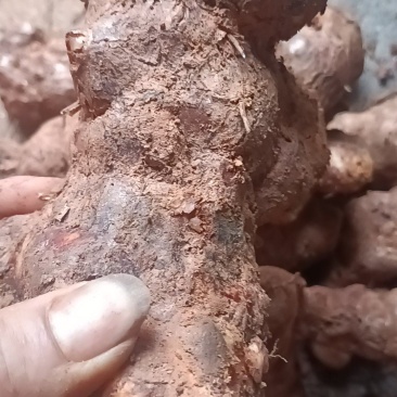 野生新鲜白肉土茯苓
