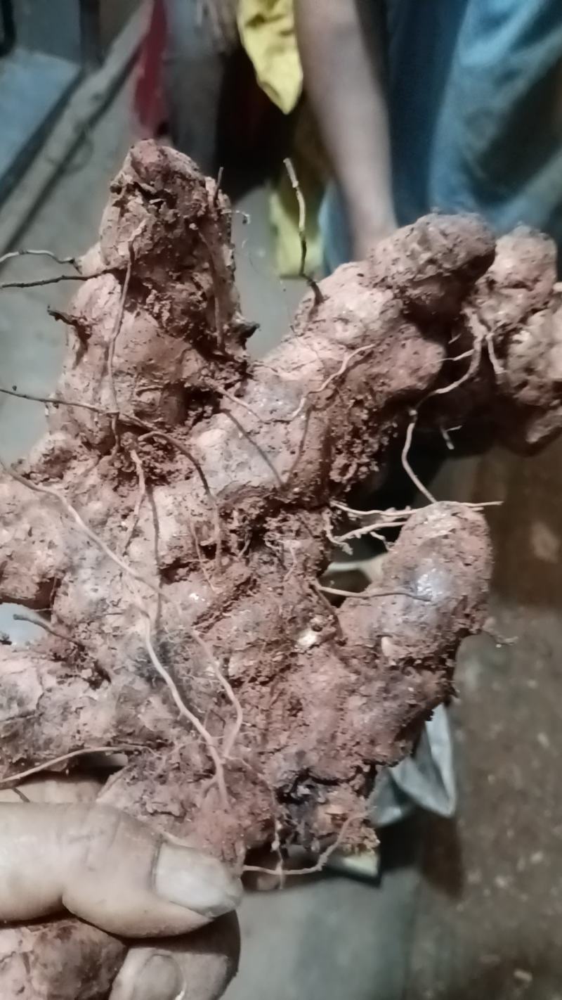 野生新鲜白肉土茯苓