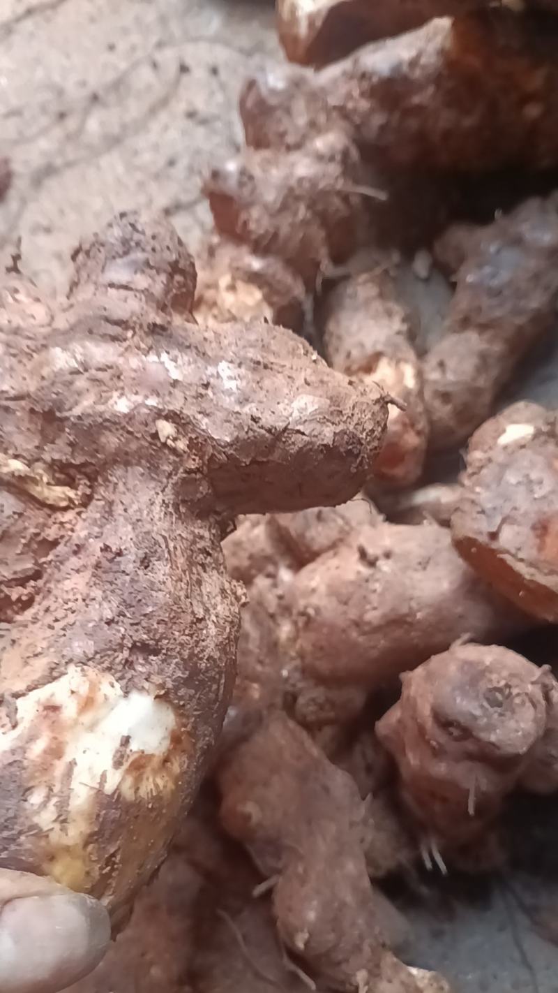 野生新鲜白肉土茯苓