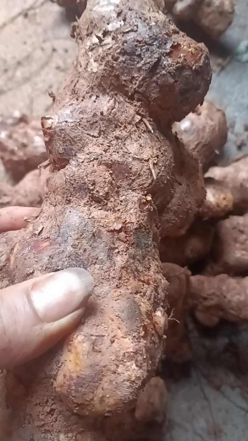 野生新鲜白肉土茯苓
