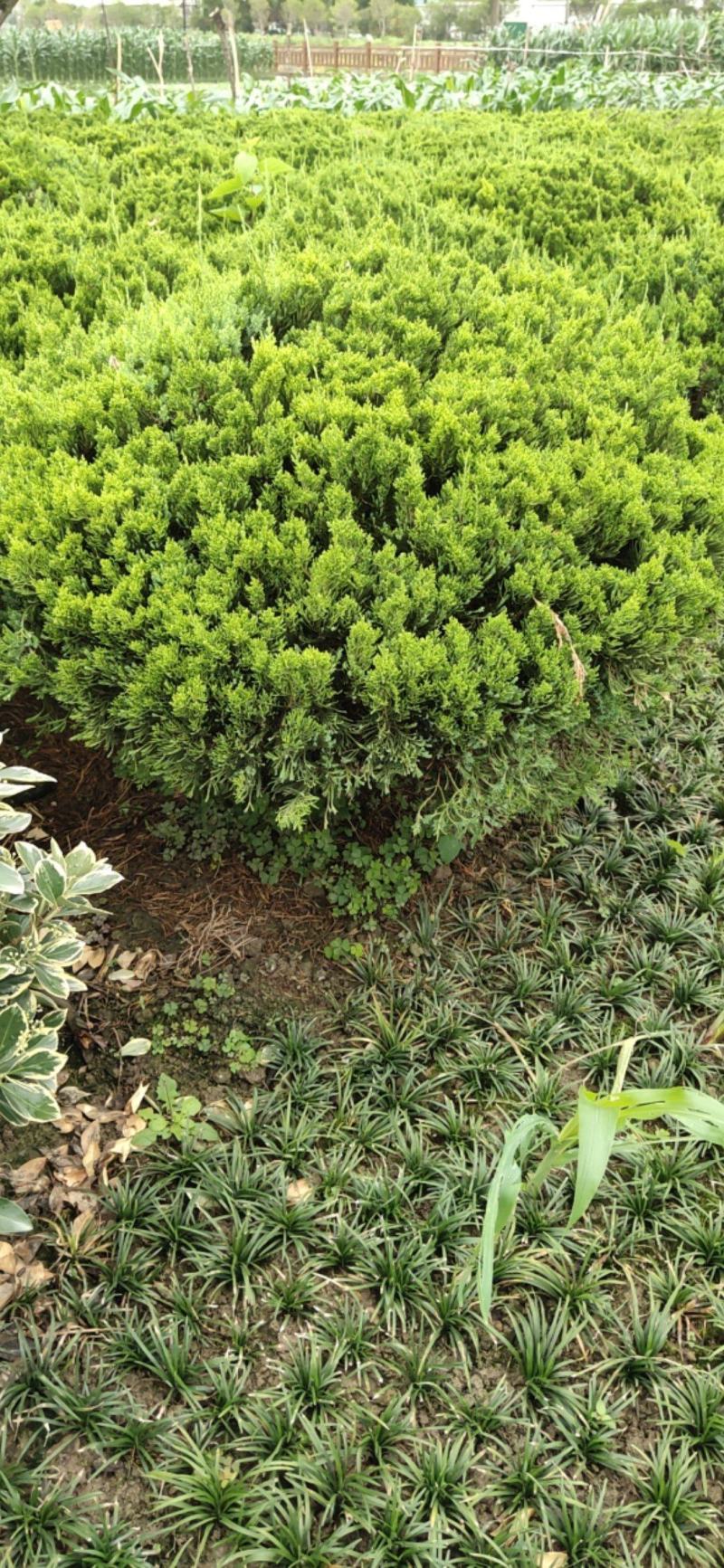 绿化景观龙柏
