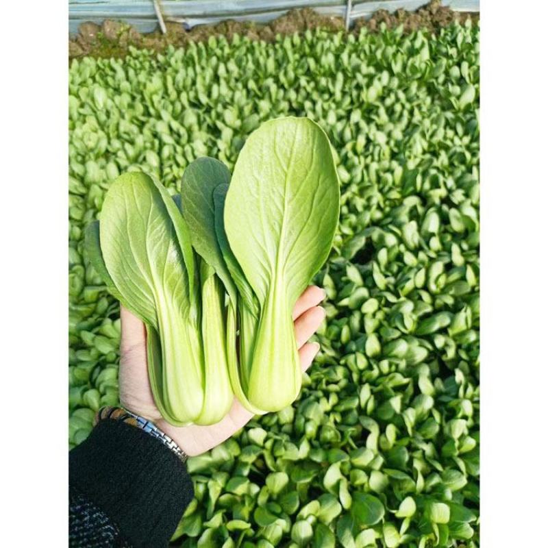 炎霸耐热耐湿青梗菜青菜种子油亮不拔节绿梗上海青种子原装