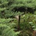 绿化造型爬地龙柏