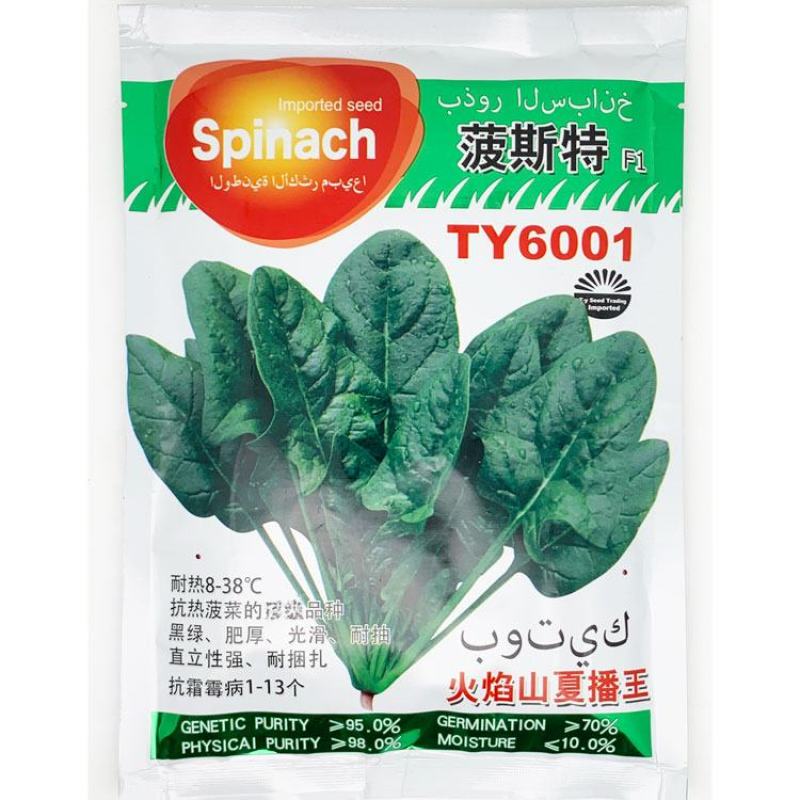 火焰山夏播王菠菜种子耐热半圆叶直立红根易捆扎抗热菠菜种