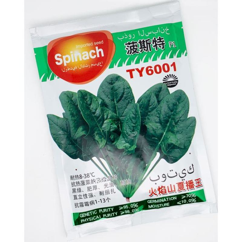 火焰山夏播王菠菜种子耐热半圆叶直立红根易捆扎抗热菠菜种