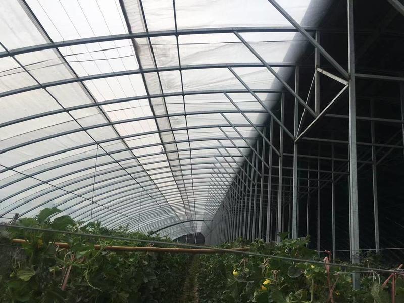 全钢架温室大棚樱桃种植双梁双拱架性能稳定镀锌钢管大棚