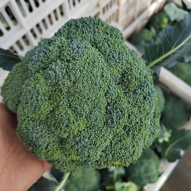 千亩集地耐寒优秀大量上市