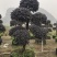 红花檵木桩