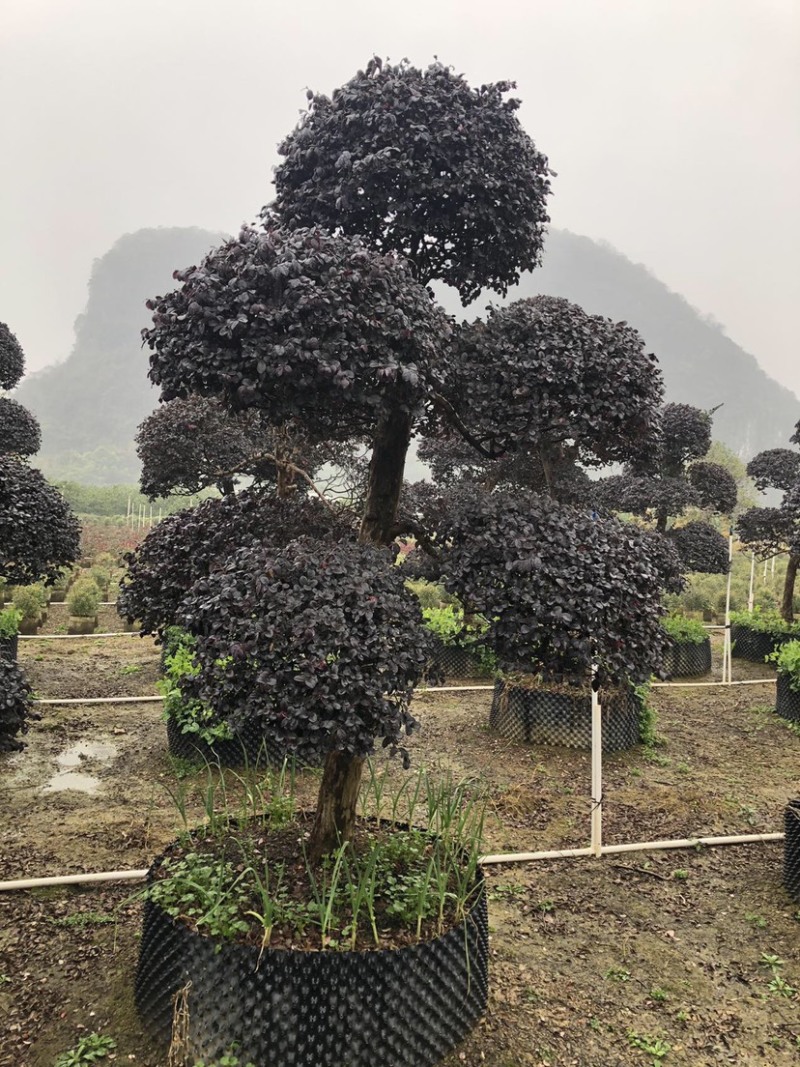 红花檵木桩